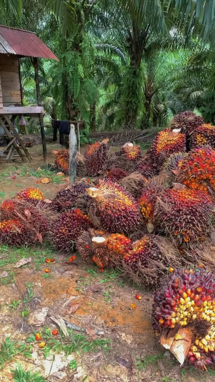 Palm kernel crop